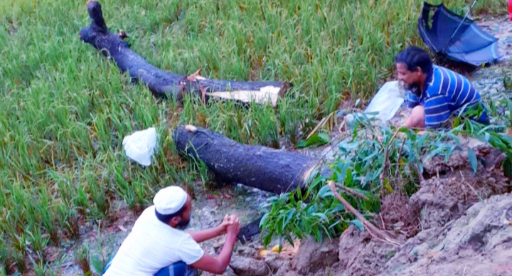 গোয়াইনঘাটে সরকারি গাছ কাটার অভিযোগ